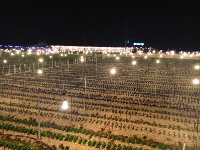 沖縄の夜を照らす電照菊|沖縄 解体工事 琉球ZERO-ONE